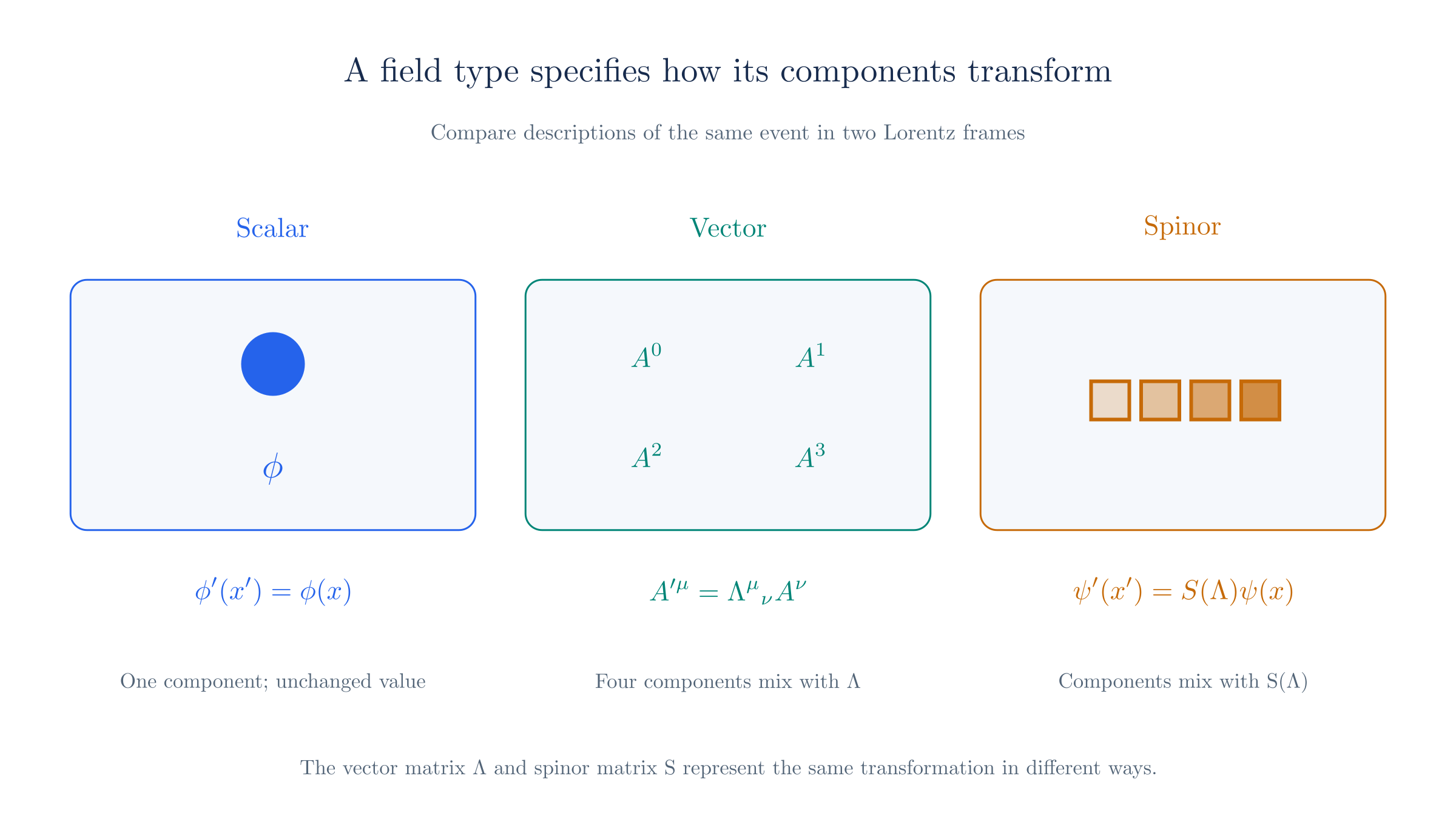 Scalar, vector, and spinor fields use different component transformation laws for the same Lorentz change of frame.