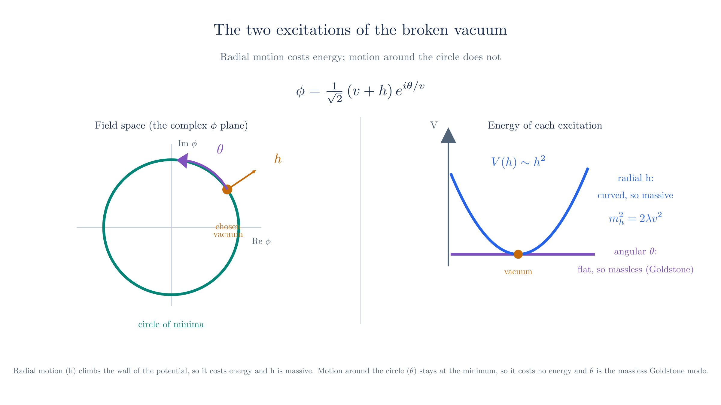 The two excitations of the chosen vacuum. Left: in the complex-φ plane, the radial direction h points up the wall of the potential, while the angular direction θ runs along the circle of minima. Right: the energy cost of each. Displacing along h is a parabola, so h has mass m_h²=2λv²; displacing along θ stays at the minimum, a flat direction, so θ is the massless Goldstone mode.