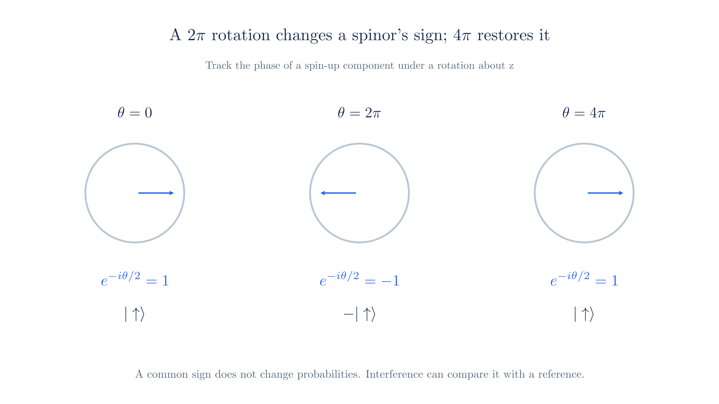 For a spin-up component, a rotation about z contributes the phase exp(-i theta/2). A 2 pi rotation changes its sign; a 4 pi rotation restores it.
